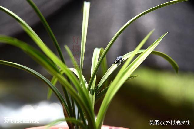 兰花要晒太阳吗(平时兰花晒太阳好还是不晒太阳好)-图片3